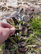 Image of harts-tongue-fern sugarbush