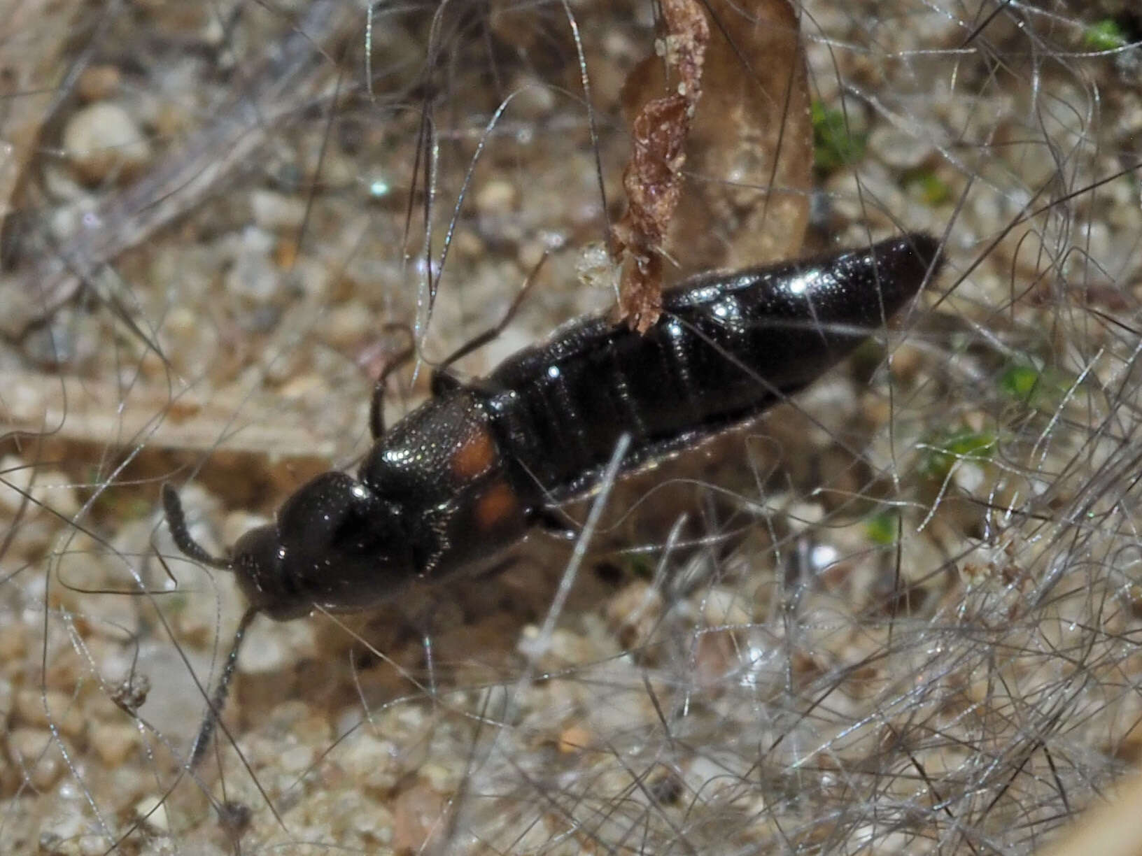 Imagem de Aleochara (Coprochara) bipustulata (Linnaeus 1760)