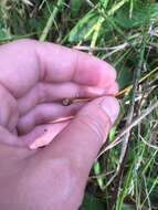 Image of Tennessee yelloweyed grass