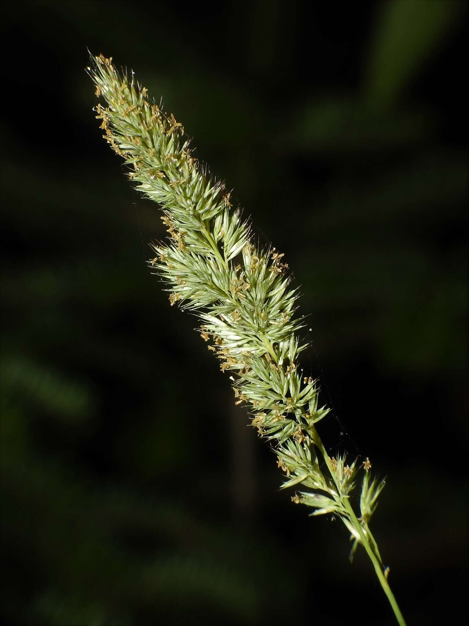 Image of marsh muhly