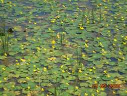 Image of Nymphoides fallax Ornduff