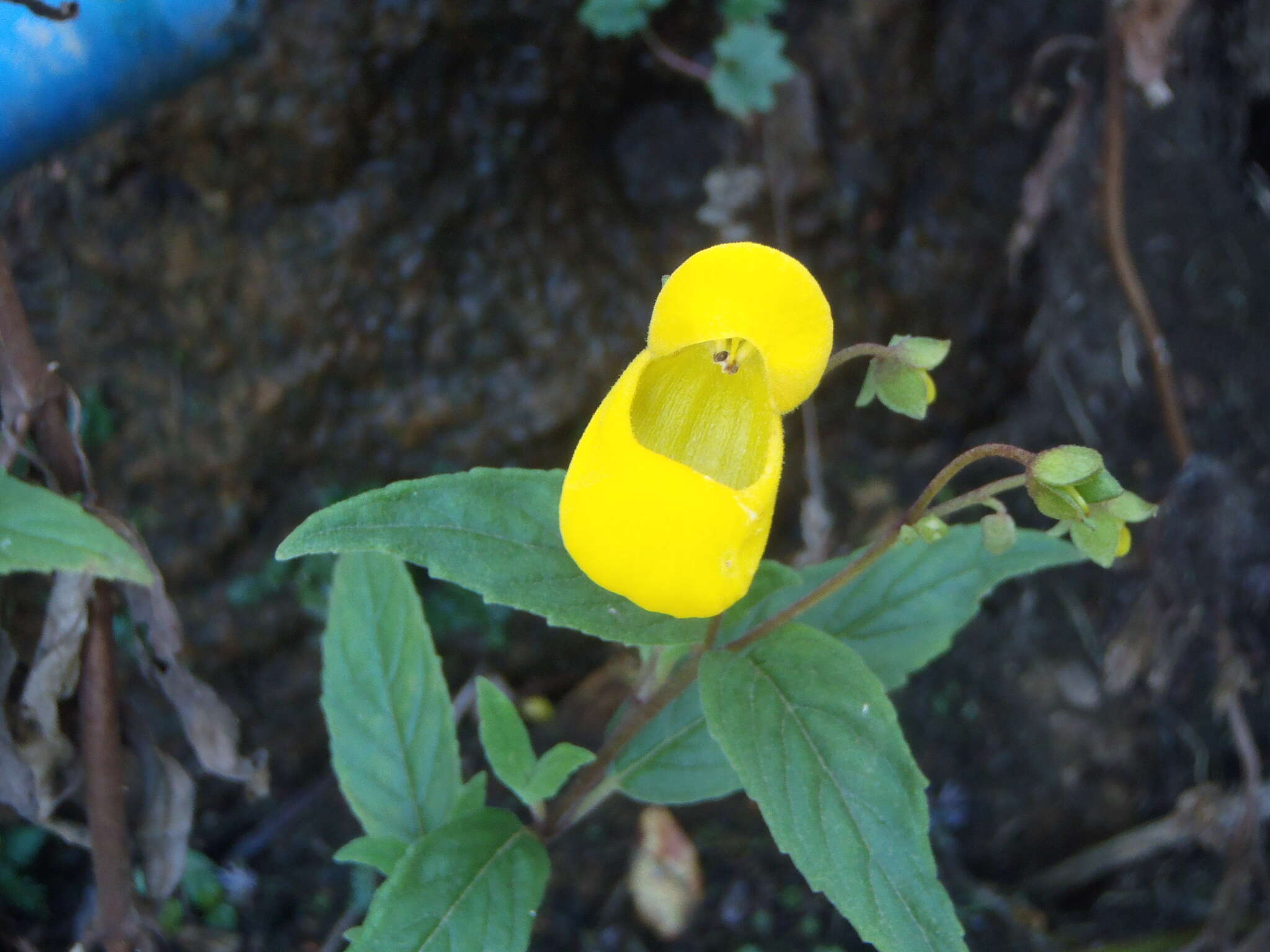 Image of Calceolaria irazuensis J. D. Smith