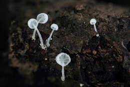 Image of Hemimycena tortuosa (P. D. Orton) Redhead 1980