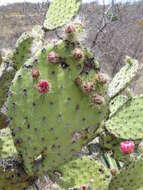 Image of Opuntia pilifera F. A. C. Weber