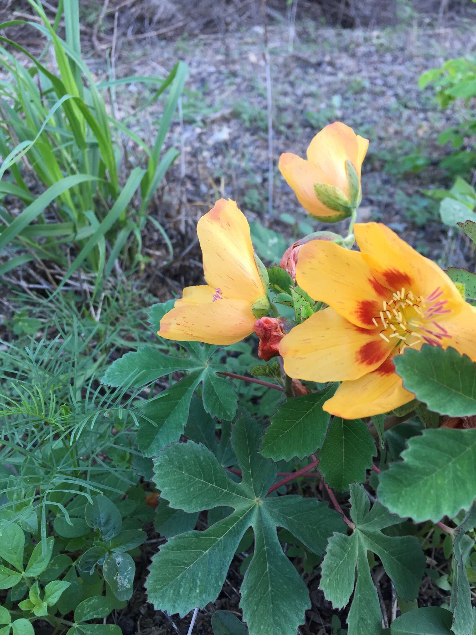 Imagem de Cochlospermum gonzalezii (Sprague & L. Riley) Byng & Christenh.