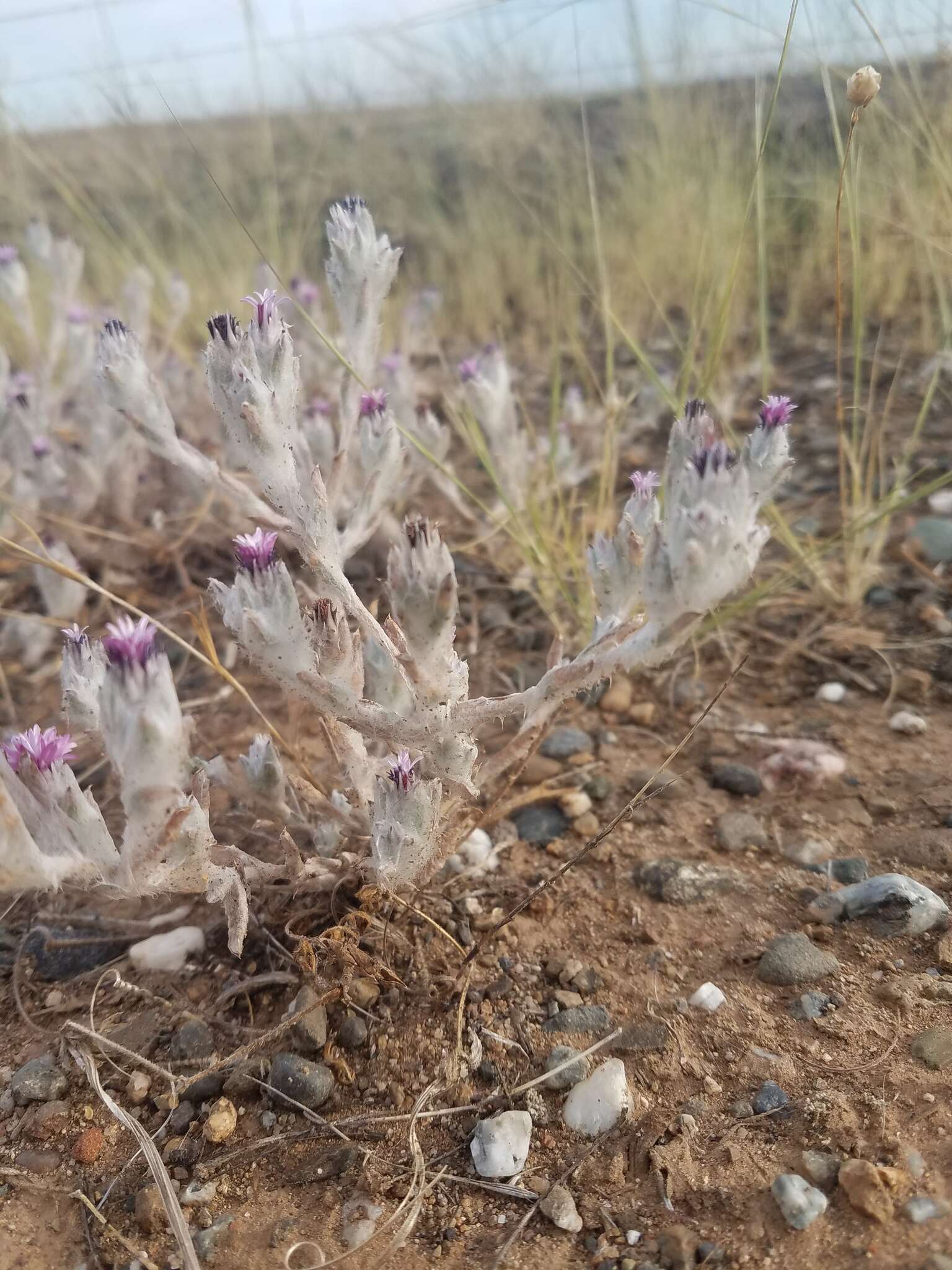 Plancia ëd Lessingia nana A. Gray