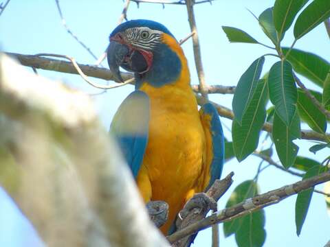 Image of Blue-throated Macaw