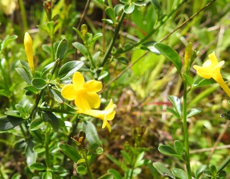 Image of Chrysojasminum fruticans (L.) Banfi