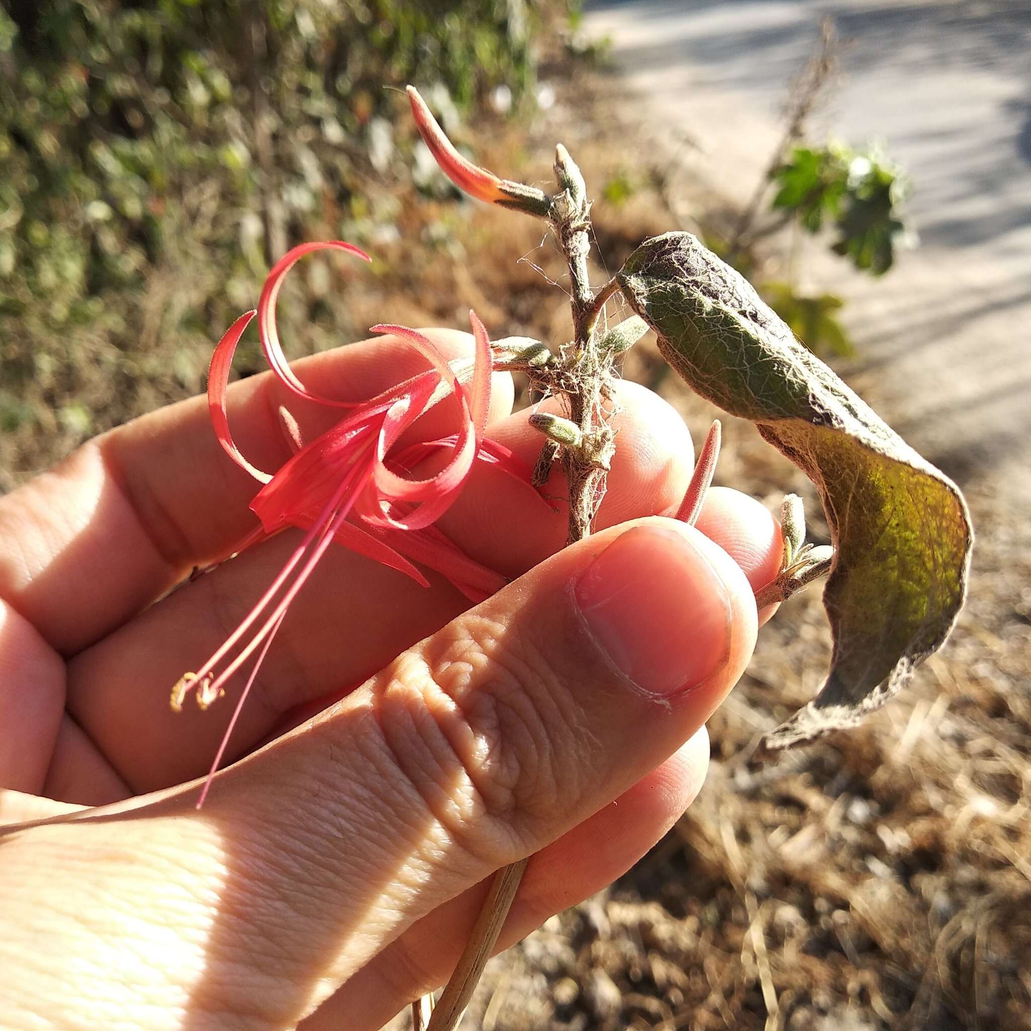 Anisacanthus pumilus (F. G. Dietr.) Nees resmi