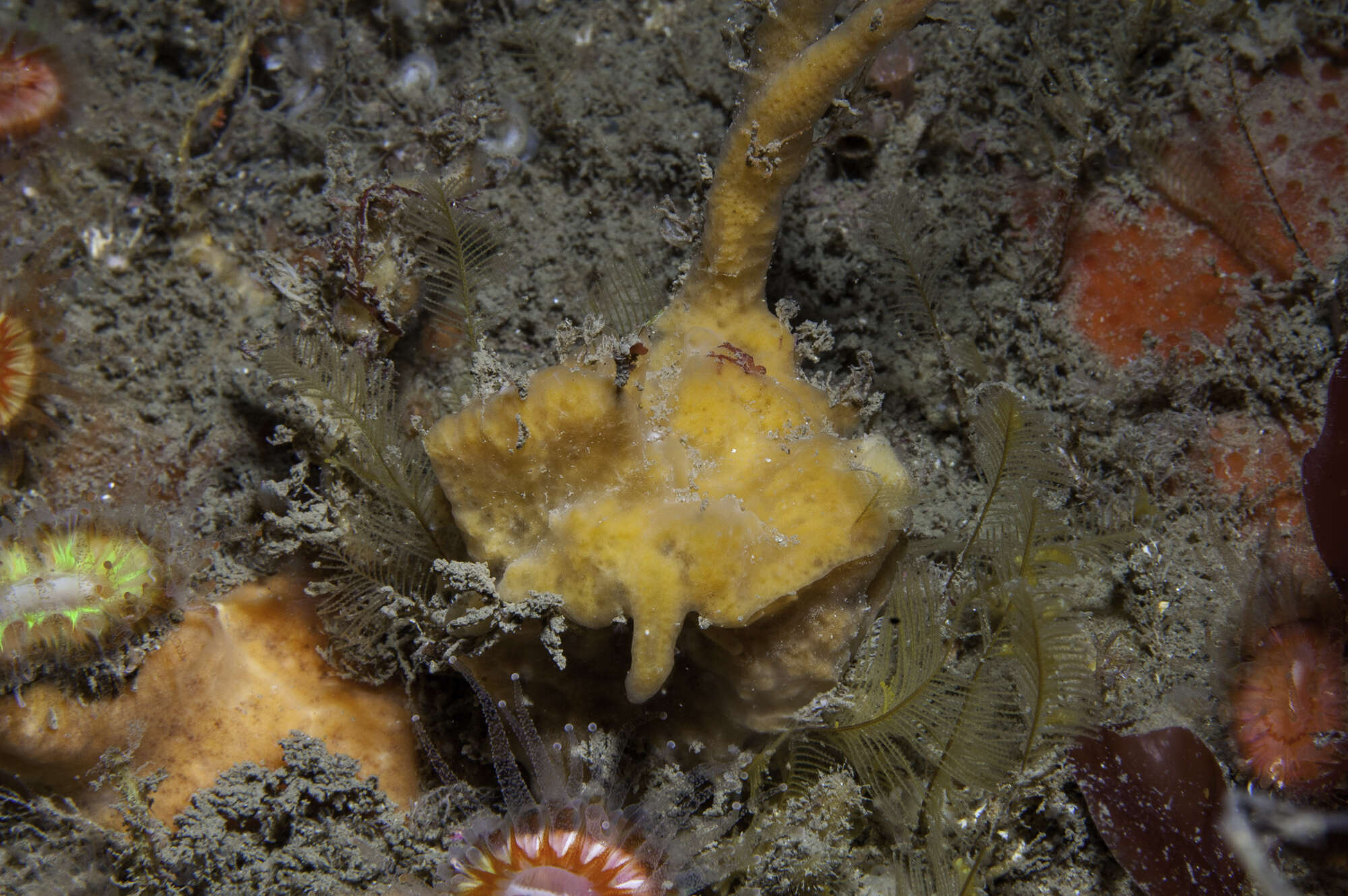 Image of yellow-fingered horny sponge