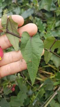 Image of trailing abutilon