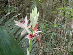 Image de Phaius tankervilleae (Banks) Blume