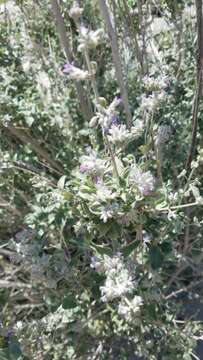 Image of desert lavender