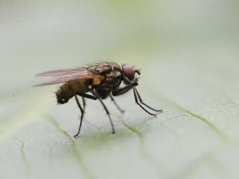 Image of Root-maggot fly