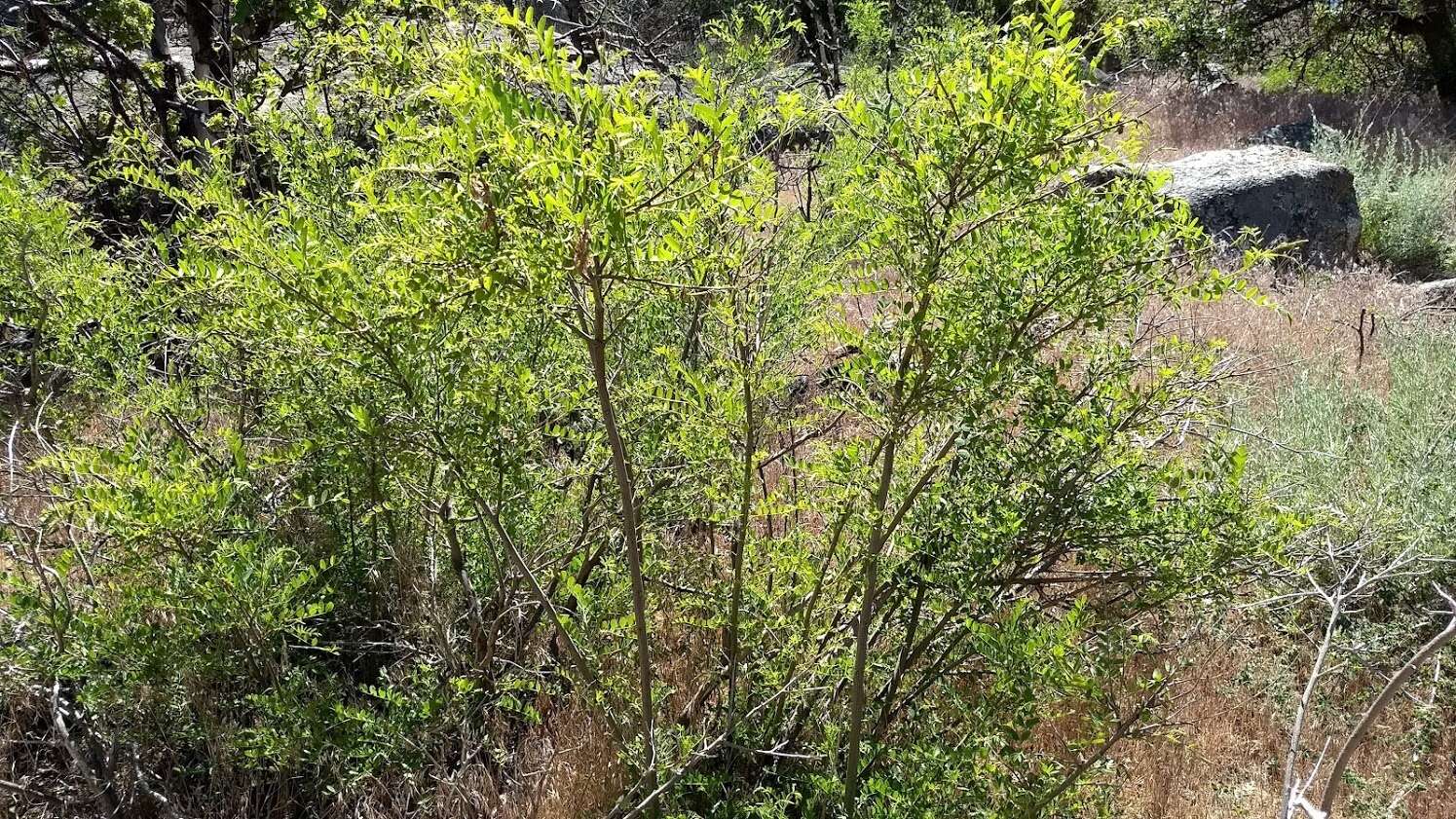 Amorpha californica var. californica的圖片