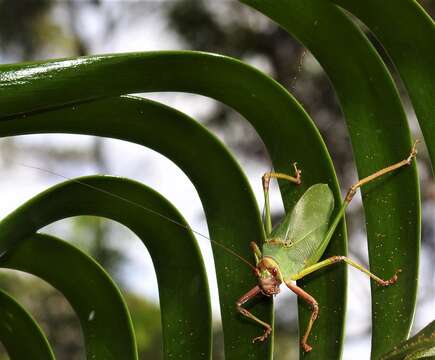 Sivun Ozphyllum naskreckii Rentz, D. C. F., Y. Su & Ueshima 2007 kuva