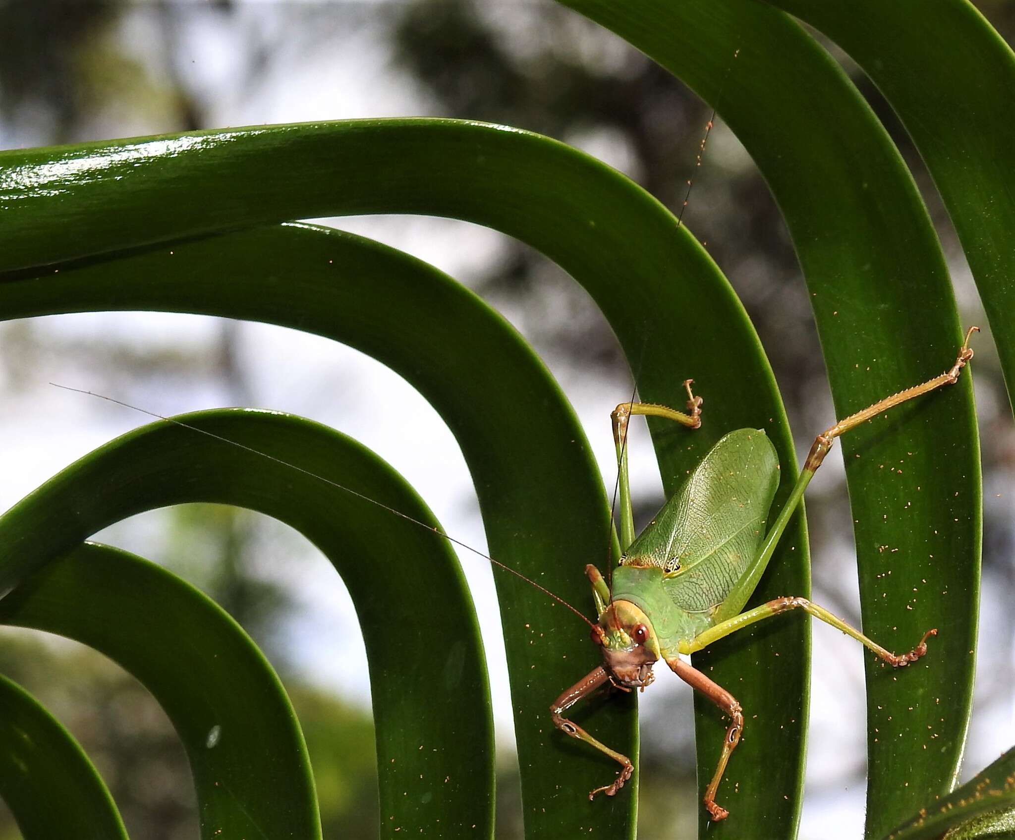 Imagem de Ozphyllum naskreckii Rentz, D. C. F., Y. Su & Ueshima 2007