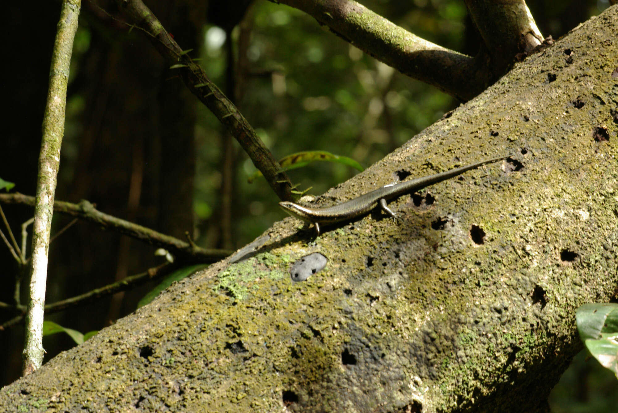 Image of Copeoglossum