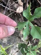 Слика од Ipomoea lindheimeri A. Gray