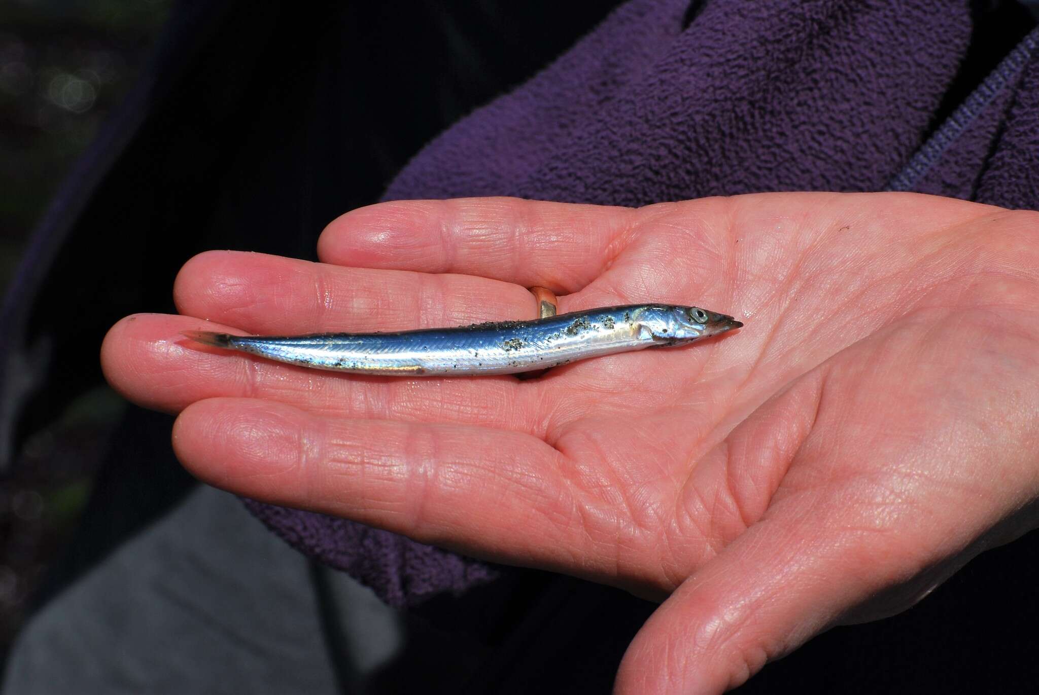 Image of Japanese sand lance