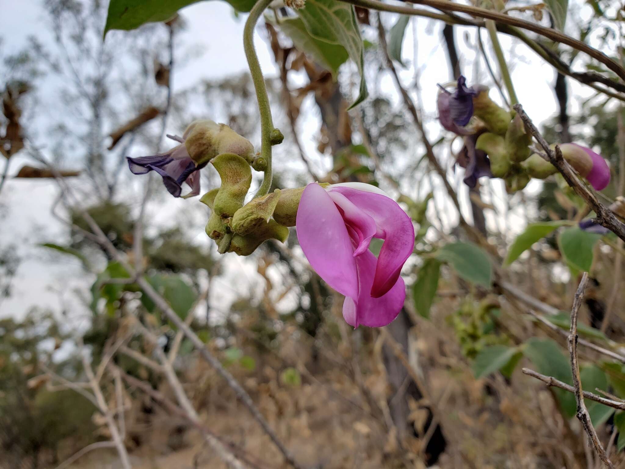 Image of Canavalia villosa Benth.