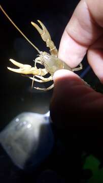 Image of Appalachian brook crayfish