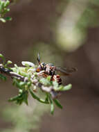 صورة Rhinepeolus Moure 1955