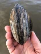 Image of Higgins' Eye Pearly Mussel