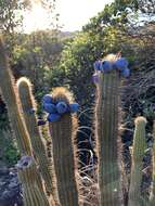 Cipocereus minensis (Werderm.) F. Ritter resmi