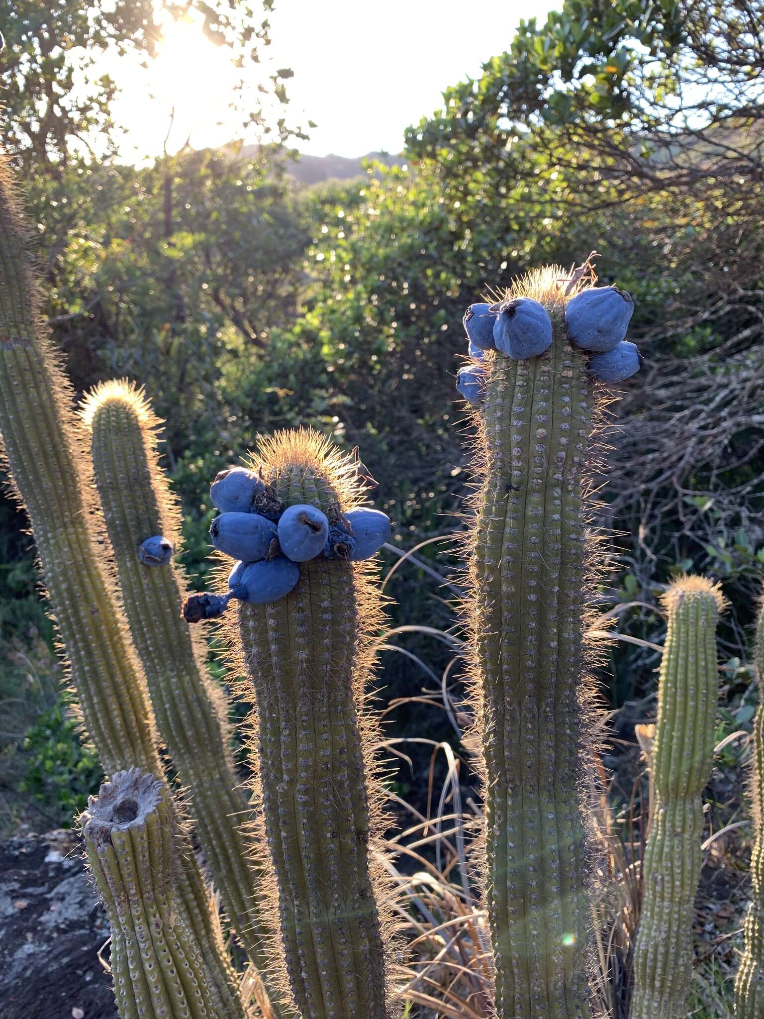 Cipocereus minensis (Werderm.) F. Ritter resmi