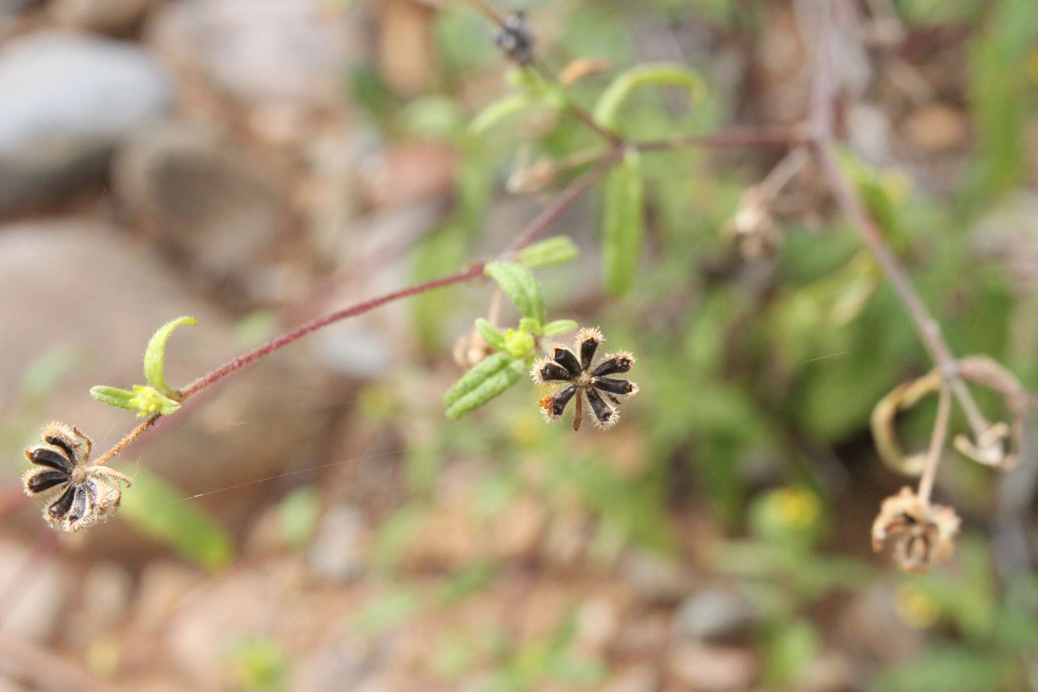 Image of Sigesbeckia australiensis D. L. Schulz