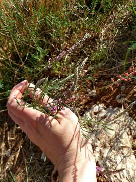 Imagem de Astragalus gracilis Nutt.