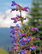 Image of finetooth beardtongue