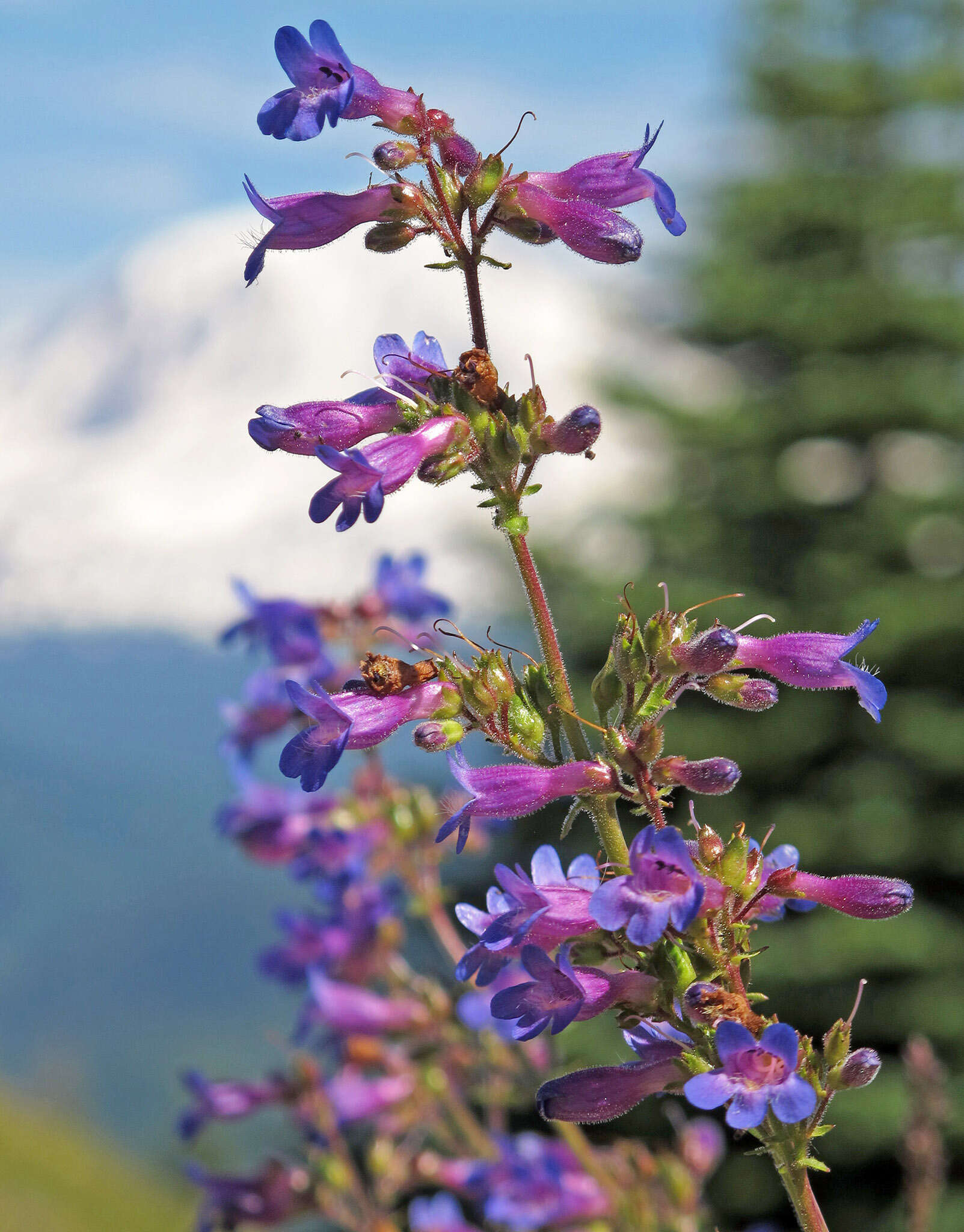 Image of finetooth beardtongue