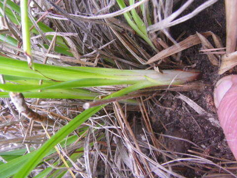 Image of Chlorophytum rigidum Kunth