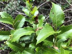 Image of Denhamia bilocularis (F. Müll.) M. P. Simmons