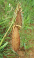 Image of Crotalaria burkeana Benth.