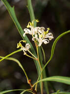 Image de Lomatia myricoides (C. F. Gaertner) Domin