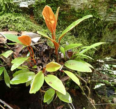 Image of Begonia fusicarpa Irmsch.