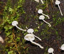 Image of Hemimycena lactea (Pers.) Singer 1938