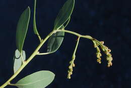 Image of Arctostaphylos incognita J. E. Keeley, A. Massihi, J. Delgadillo Rodriguez & S. A. Hirales