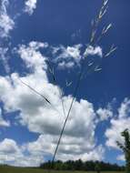 Image of Black-Seed Spear Grass