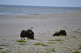 Image of muskox