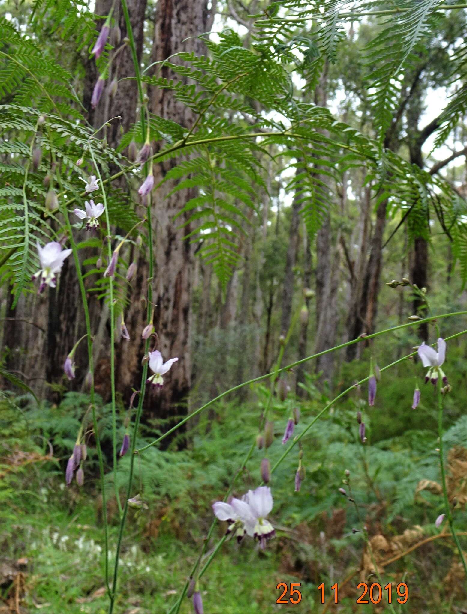 Image of Arthropodium milleflorum (Redouté) J. F. Macbr.