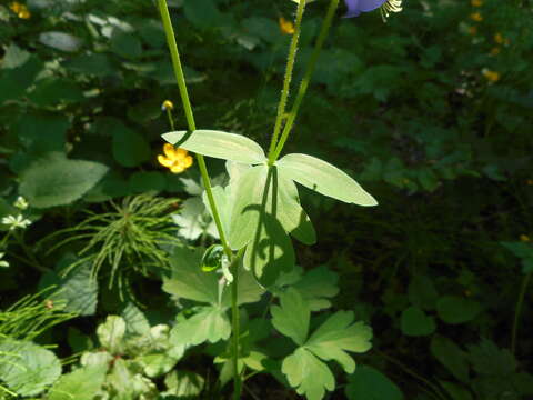 Image of Aquilegia dumeticola Jord.