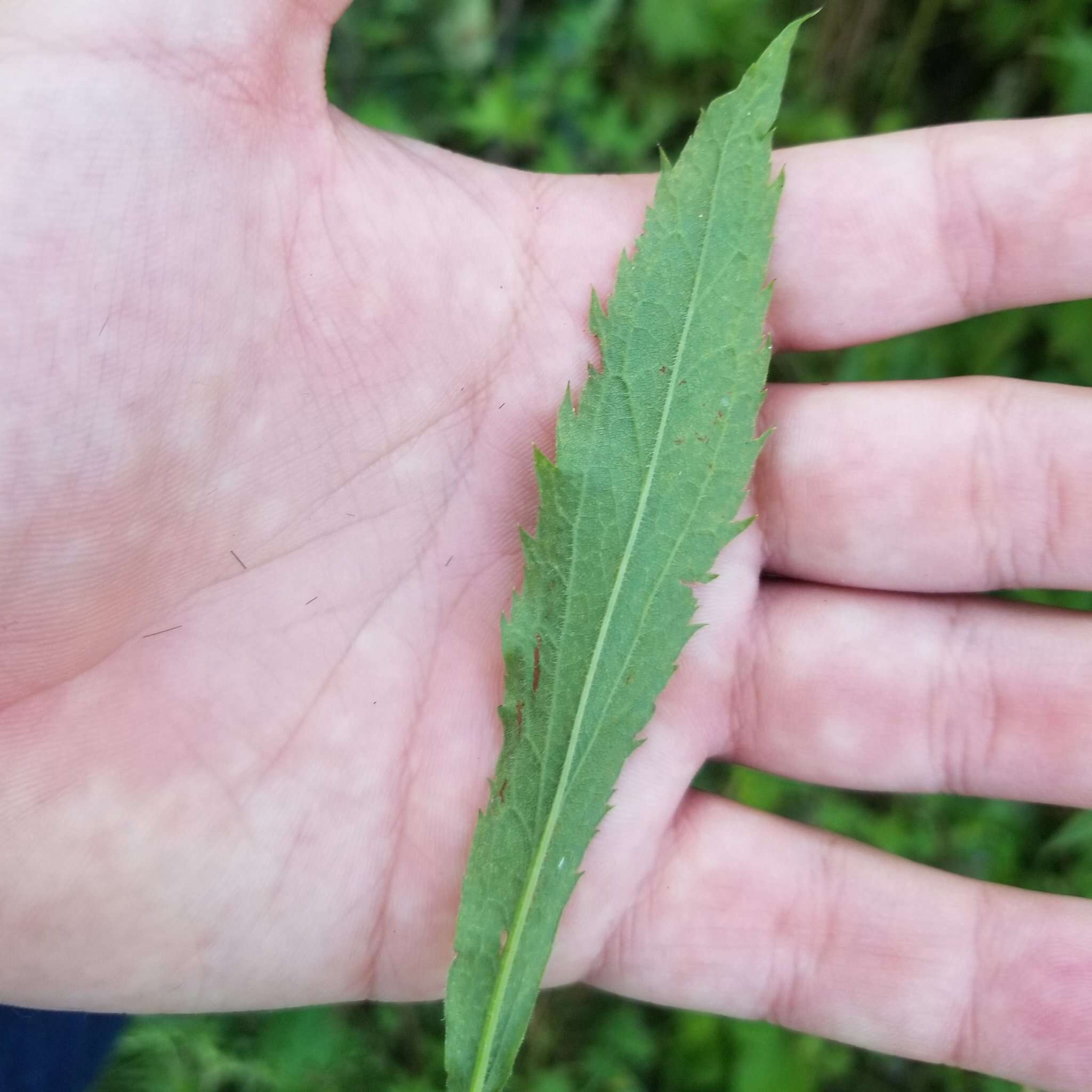 Image of Harger's goldenrod