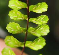 Image of maidenhair spleenwort