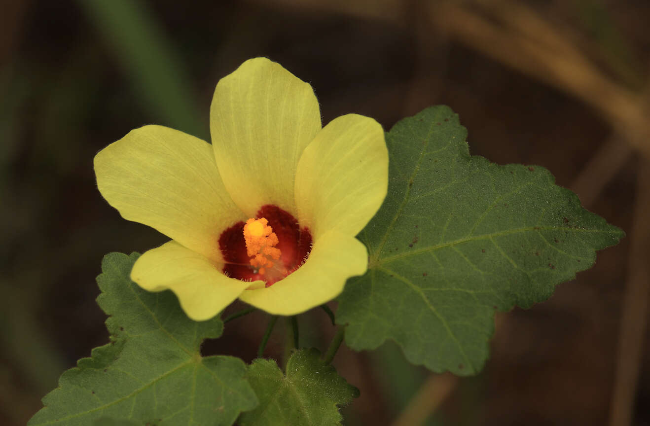 Image of Hibiscus schinzii Gürke ex Schinz