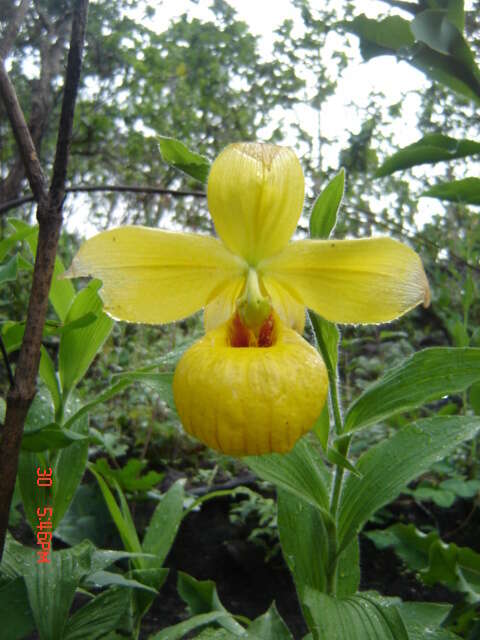 Image of Irapeao Cypripedium