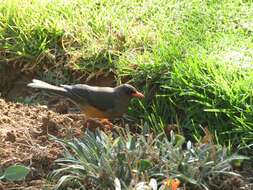 صورة Turdus abyssinicus Gmelin & JF 1789